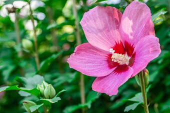 真夏の花ムクゲ