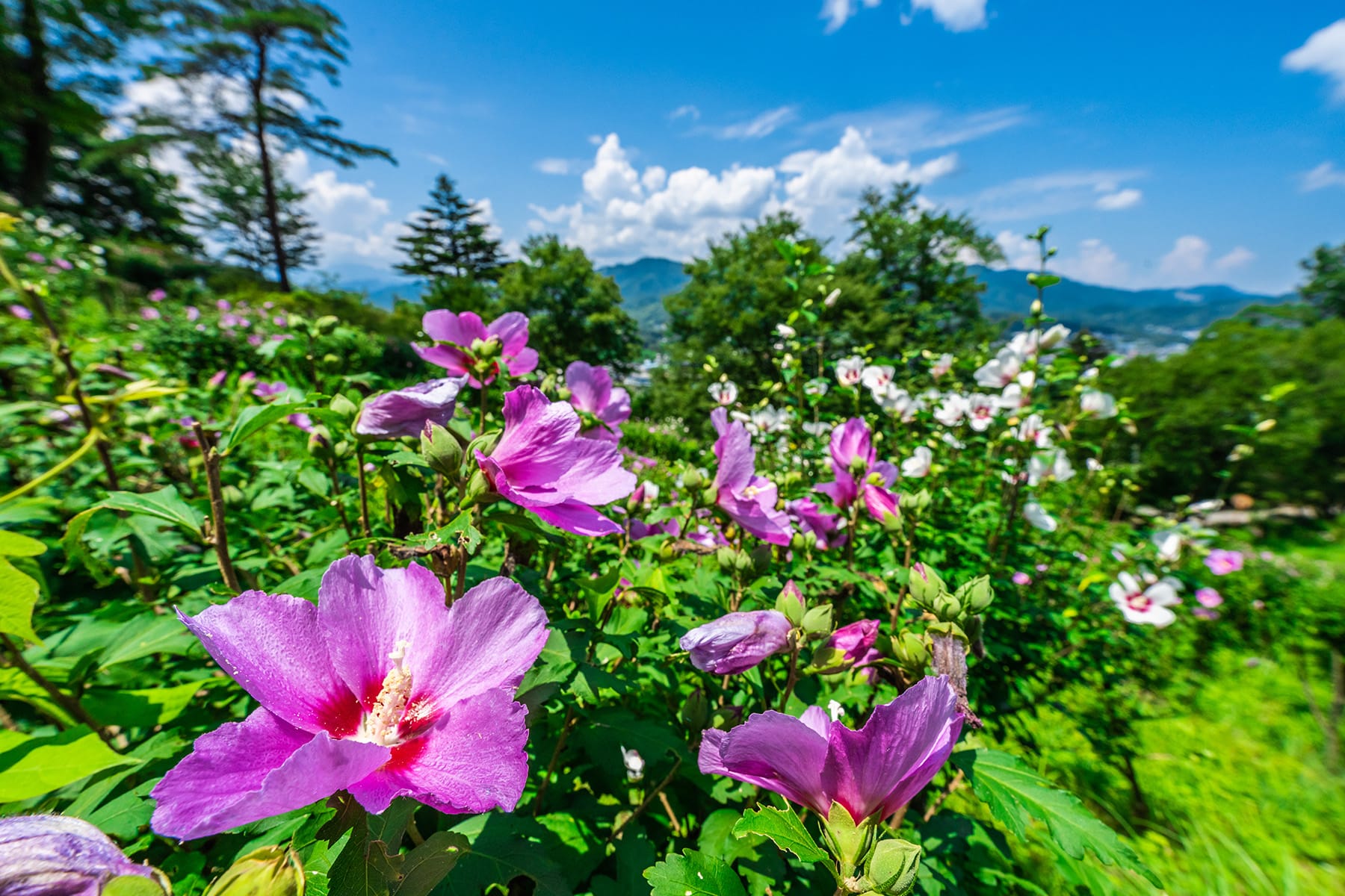 真夏の花ムクゲ【Mahora 稲穂山｜埼玉県秩父郡皆野町】 | フォトさいたま