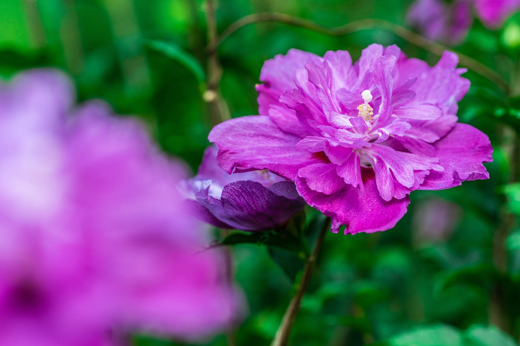 真夏の花ムクゲ【Mahora 稲穂山｜埼玉県秩父郡皆野町】 | フォトさいたま