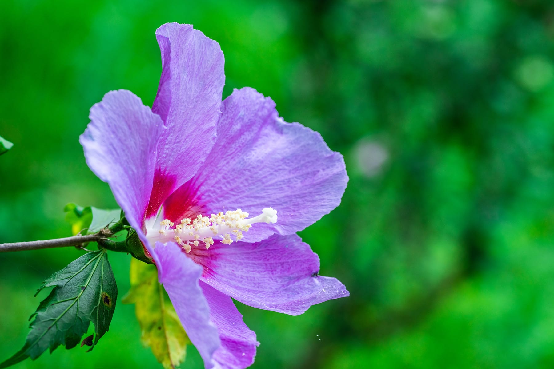 真夏の花ムクゲ【Mahora 稲穂山｜埼玉県秩父郡皆野町】 | フォトさいたま