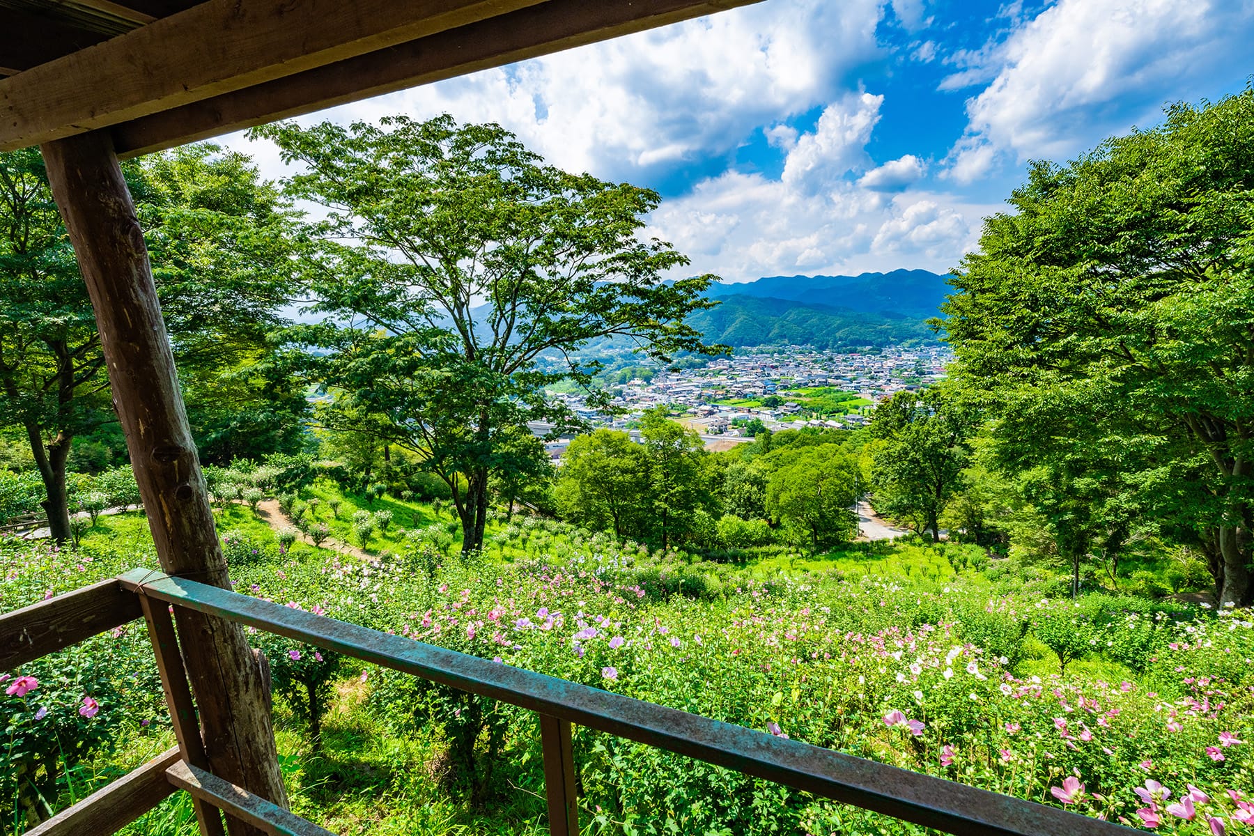 真夏の花ムクゲ【Mahora 稲穂山｜埼玉県秩父郡皆野町】 | フォトさいたま