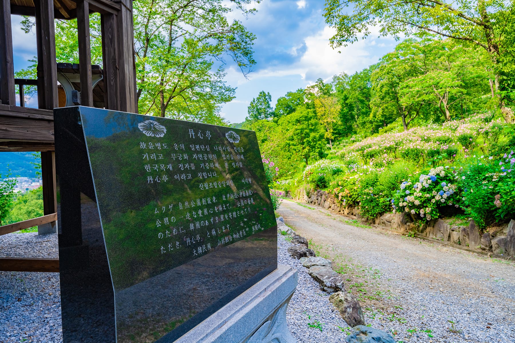 真夏の花ムクゲ【Mahora 稲穂山｜埼玉県秩父郡皆野町】 | フォトさいたま