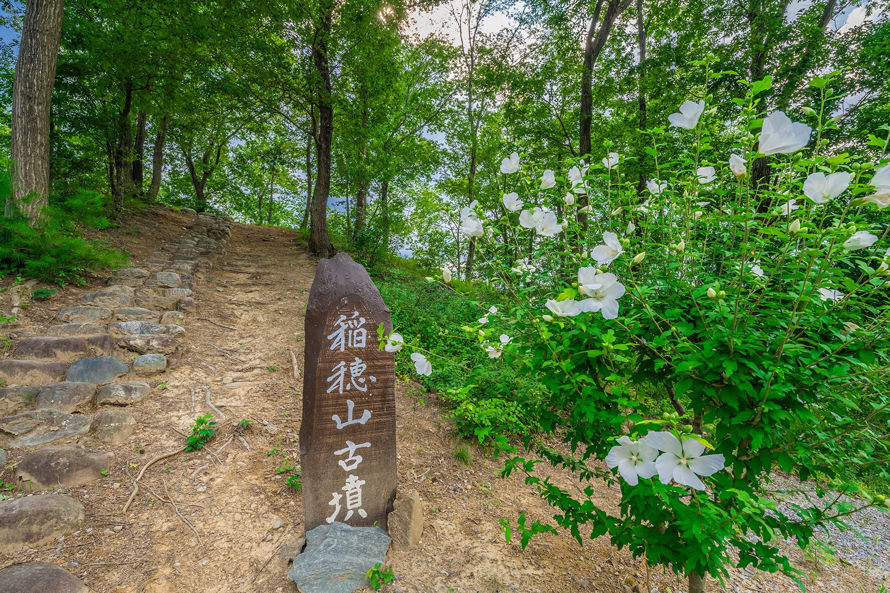 真夏の花ムクゲ【Mahora 稲穂山｜埼玉県秩父郡皆野町】 | フォトさいたま