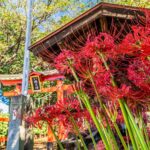 篠岡八幡大神社の彼岸花 【篠岡八幡大神社（通称：笹久保八幡神社）｜埼玉県さいたま市岩槻区】| フォトさいたま