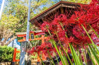 篠岡八幡大神社の彼岸花