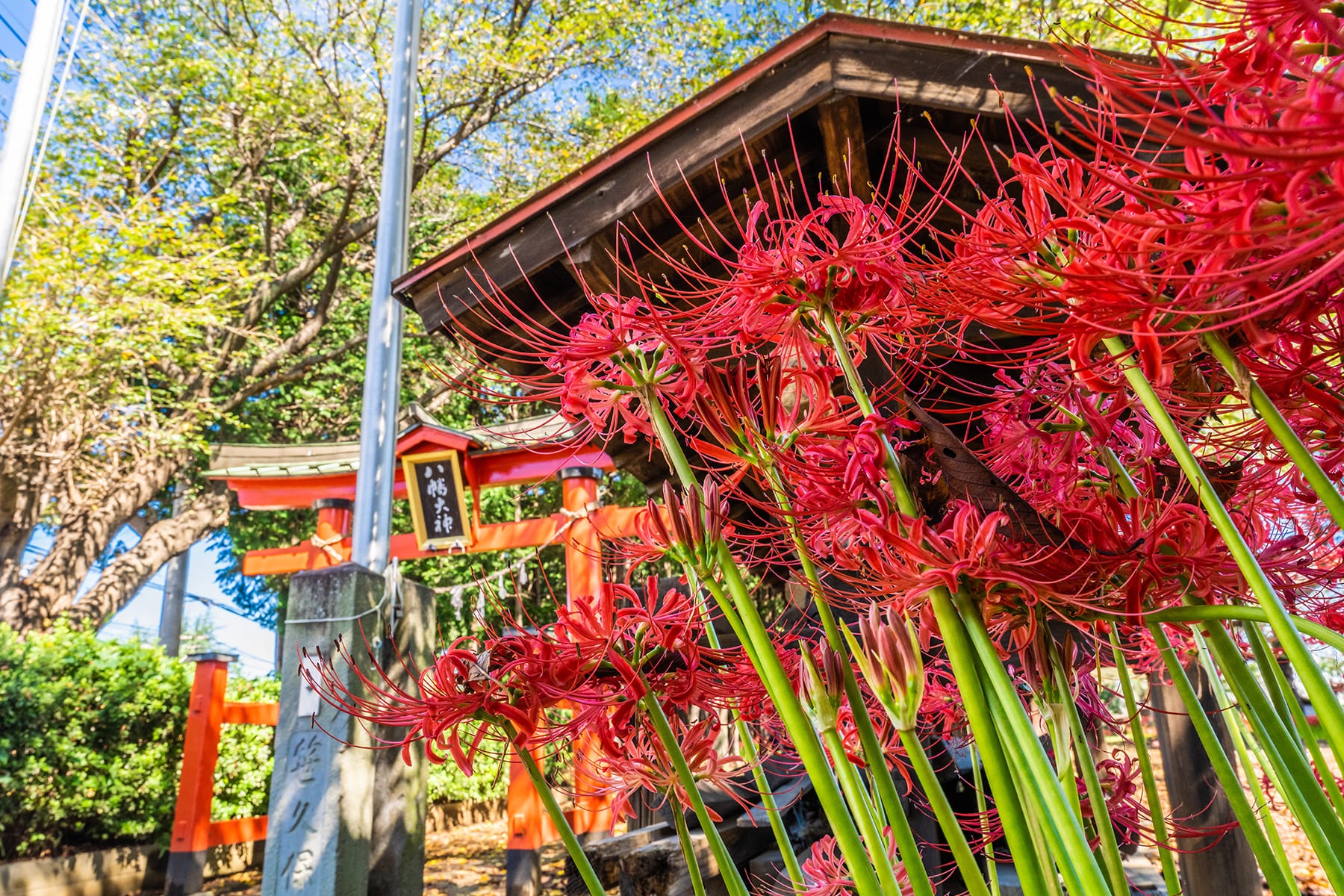 篠岡八幡大神社の彼岸花 【篠岡八幡大神社（通称：笹久保八幡神社）｜埼玉県さいたま市岩槻区】| フォトさいたま