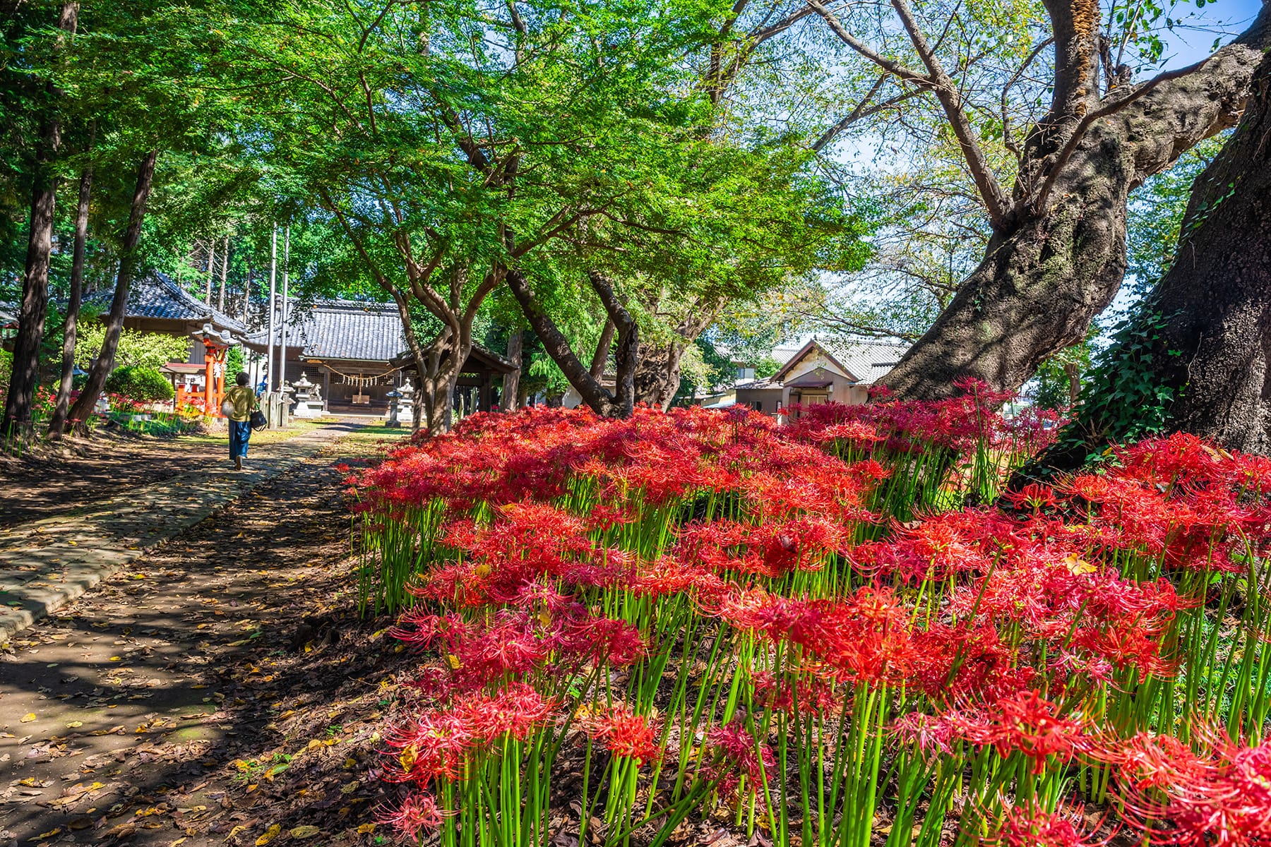 篠岡八幡大神社の彼岸花 【篠岡八幡大神社（通称：笹久保八幡神社）｜埼玉県さいたま市岩槻区】| フォトさいたま