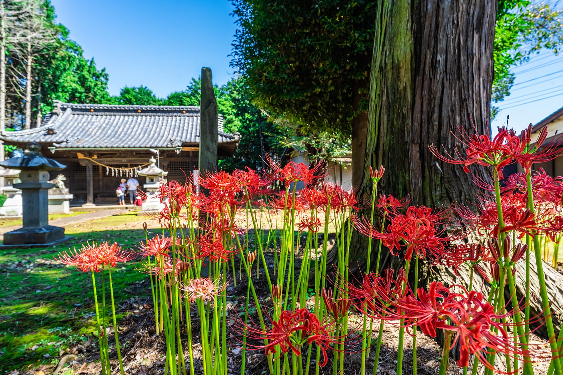 篠岡八幡大神社の彼岸花 【篠岡八幡大神社（通称：笹久保八幡神社）｜埼玉県さいたま市岩槻区】| フォトさいたま