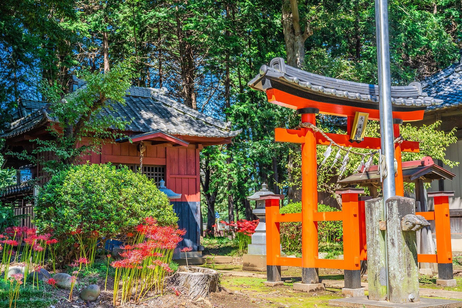 篠岡八幡大神社の彼岸花 【篠岡八幡大神社（通称：笹久保八幡神社）｜埼玉県さいたま市岩槻区】| フォトさいたま