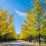 紅葉と黄葉のトンネル 【 秩父ミューズパーク｜埼玉県本庄市】| フォトさいたま