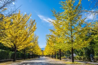 紅葉と黄葉のトンネル