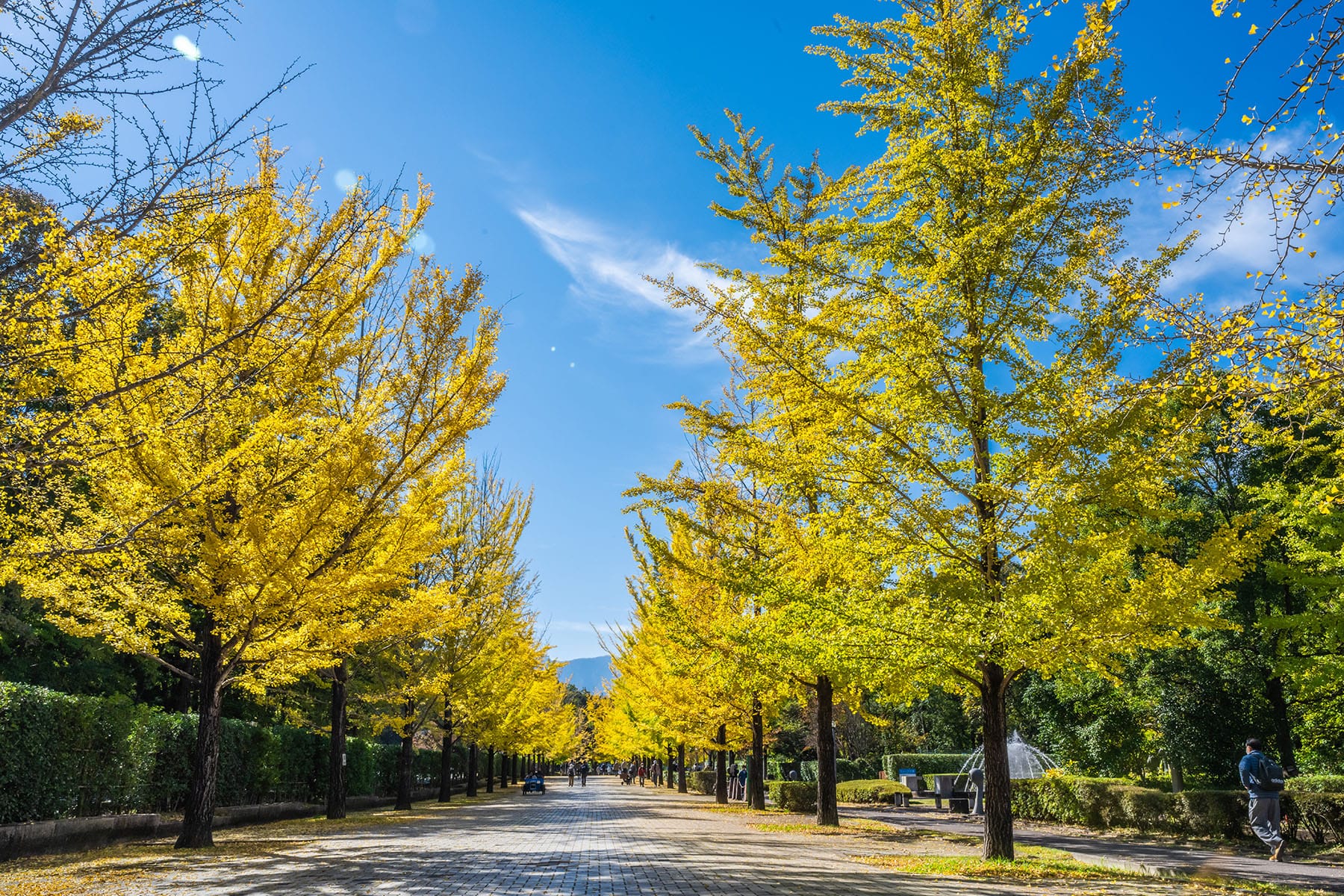 紅葉と黄葉のトンネル 【 秩父ミューズパーク｜埼玉県本庄市】| フォトさいたま