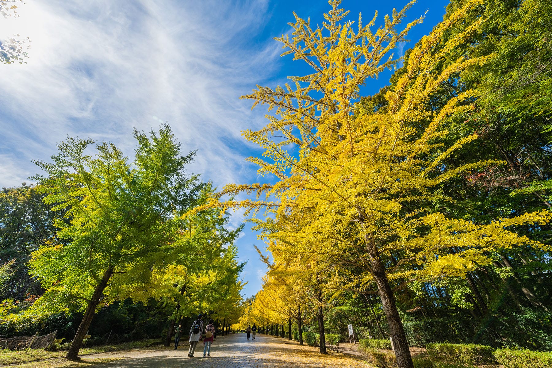 紅葉と黄葉のトンネル 【 秩父ミューズパーク｜埼玉県本庄市】| フォトさいたま