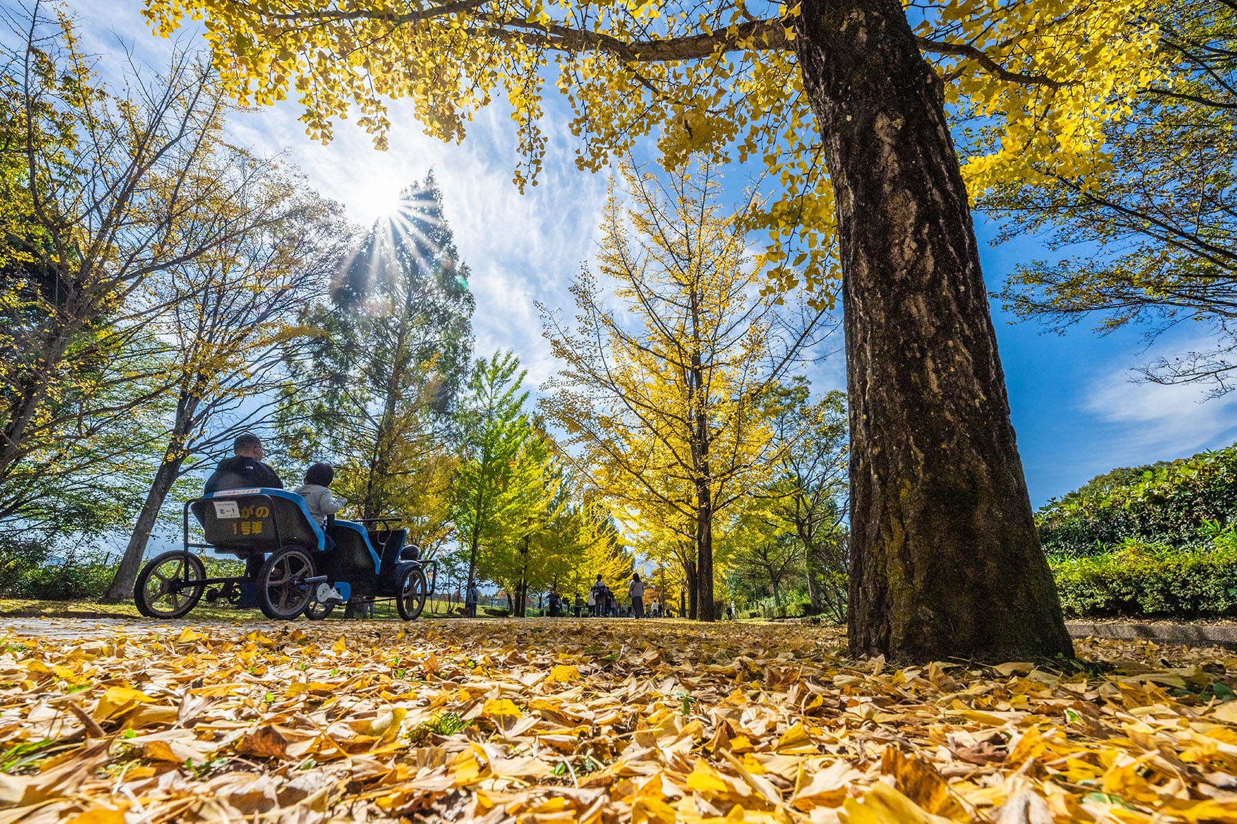 紅葉と黄葉のトンネル 【 秩父ミューズパーク｜埼玉県本庄市】| フォトさいたま