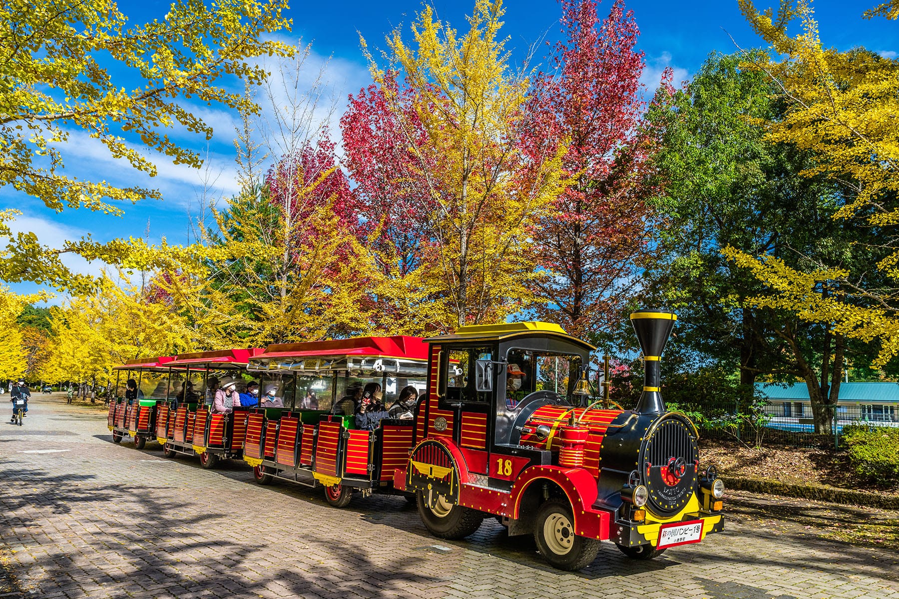 紅葉と黄葉のトンネル 【 秩父ミューズパーク｜埼玉県本庄市】| フォトさいたま