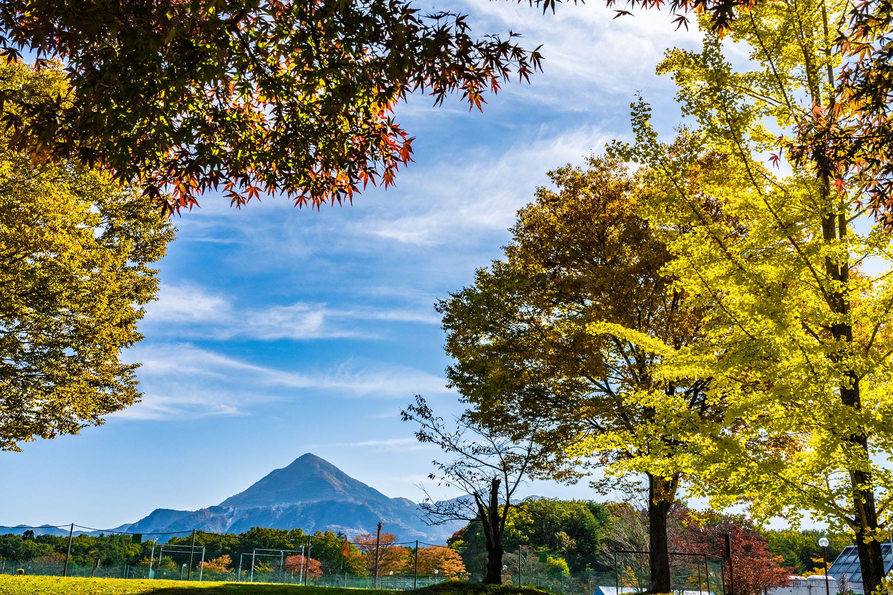 紅葉と黄葉のトンネル 【 秩父ミューズパーク｜埼玉県本庄市】| フォトさいたま