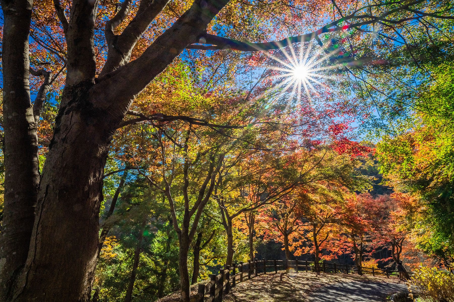 紅葉と黄葉のトンネル 【 秩父ミューズパーク｜埼玉県本庄市】| フォトさいたま