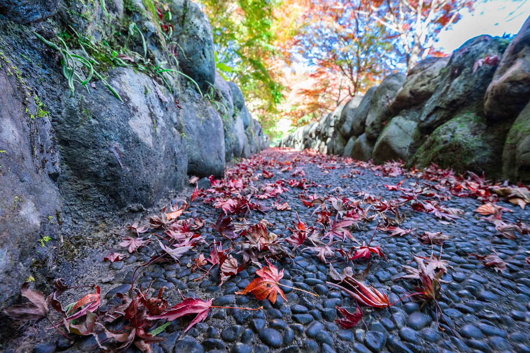 紅葉と黄葉のトンネル 【 秩父ミューズパーク｜埼玉県本庄市】| フォトさいたま