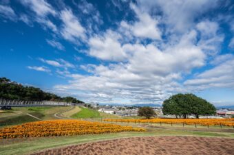 マリーゴールドの丘公園