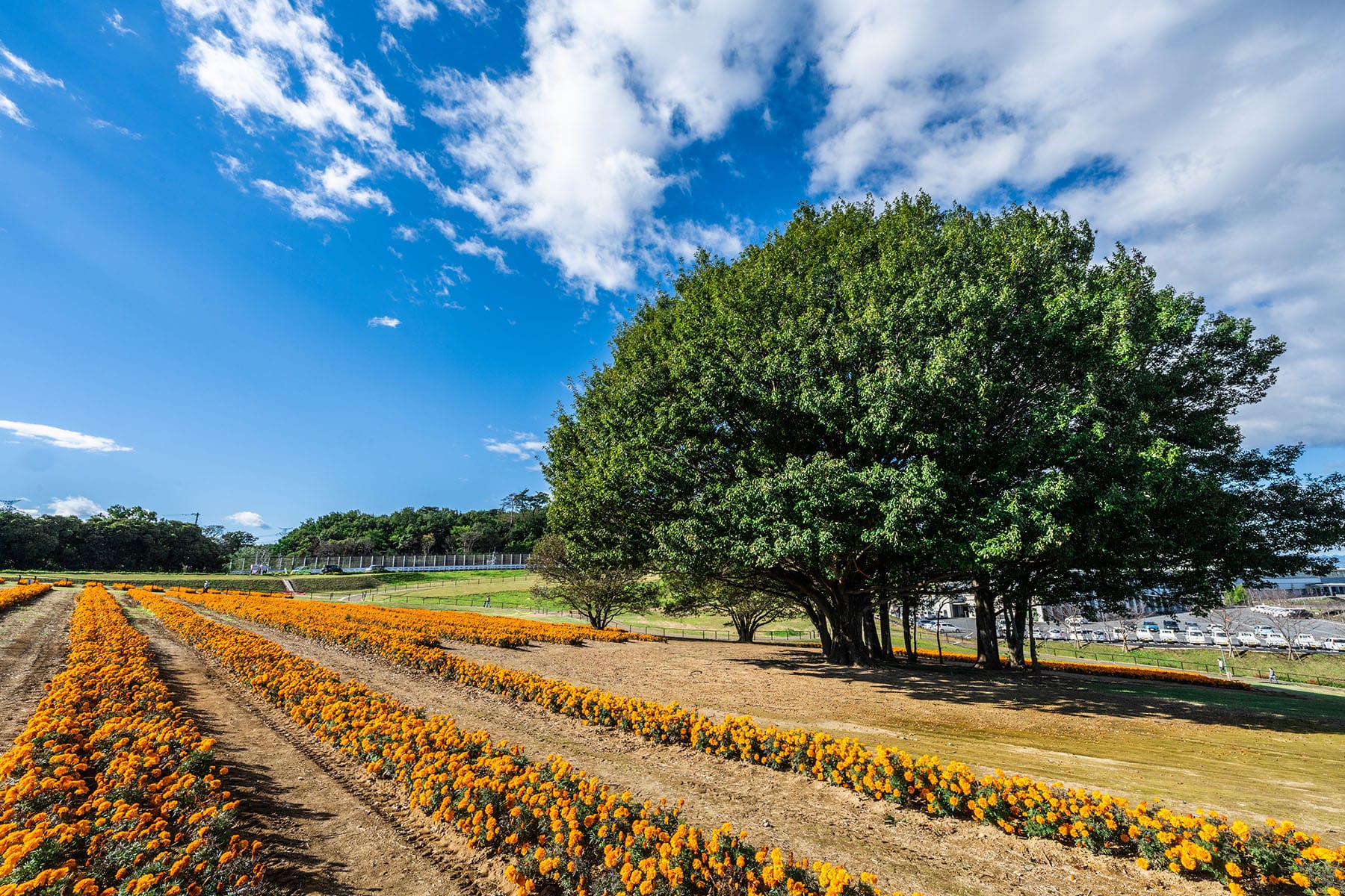 マリーゴールドの丘公園 【埼玉県本庄市】| フォトさいたま