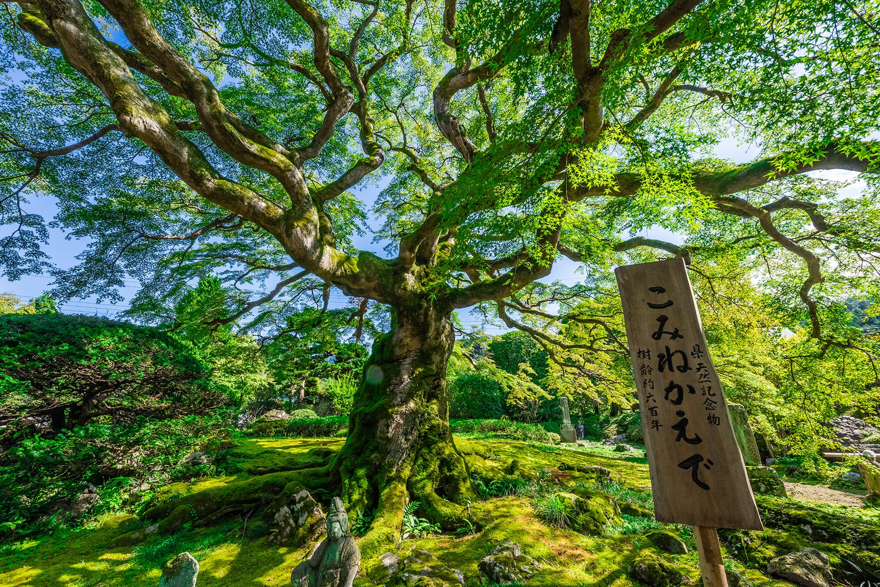 秩父札所 第８番【清泰山・西善寺】 | フォトさいたま