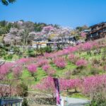 大内沢 花桃の郷 【埼玉県東秩父村】 | フォトさいたま