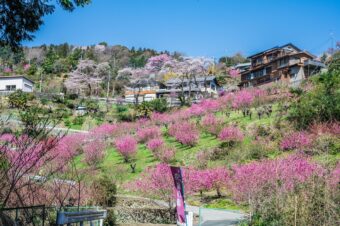 大内沢 花桃の郷