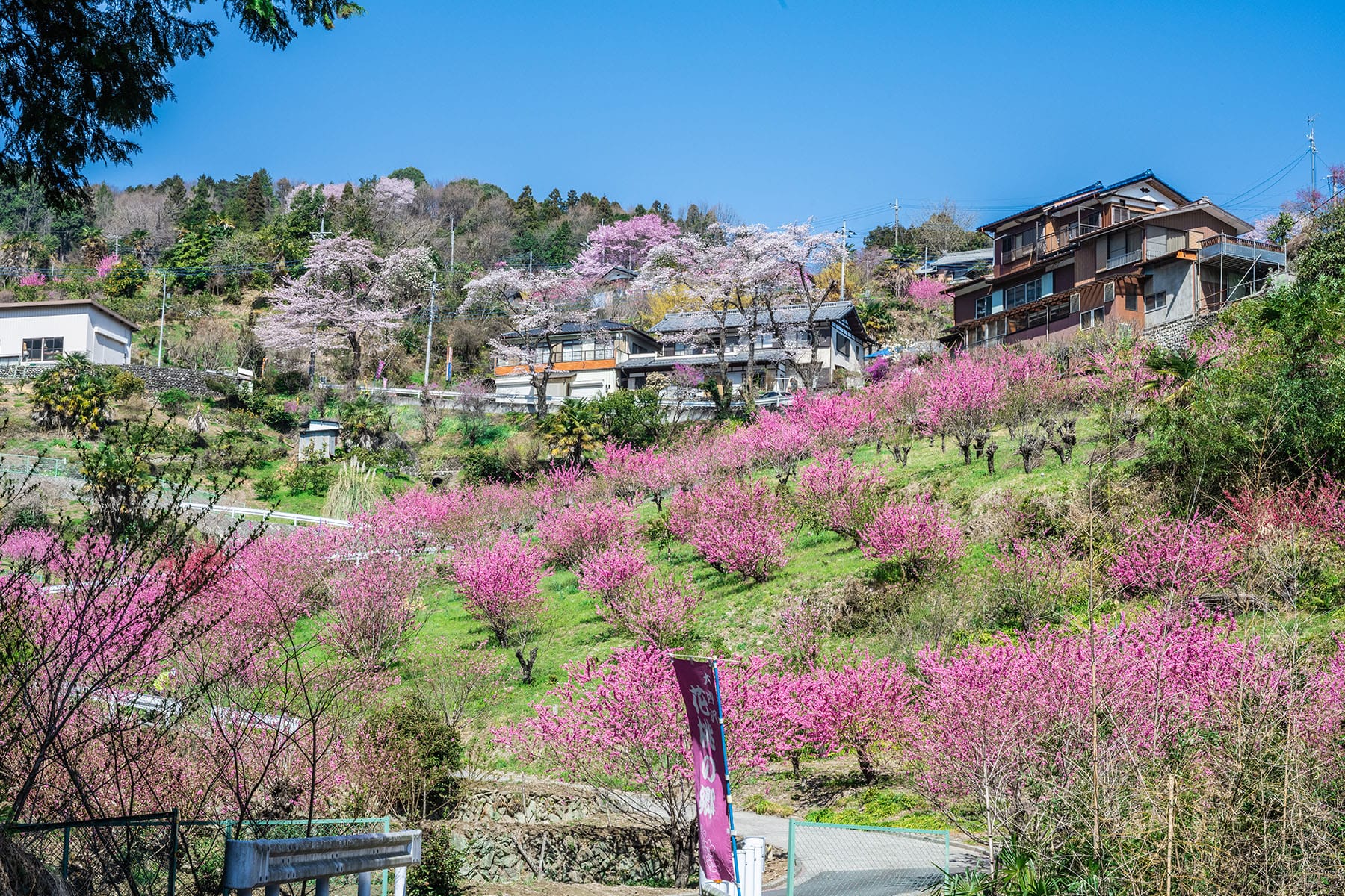 大内沢 花桃の郷 【埼玉県東秩父村】 | フォトさいたま