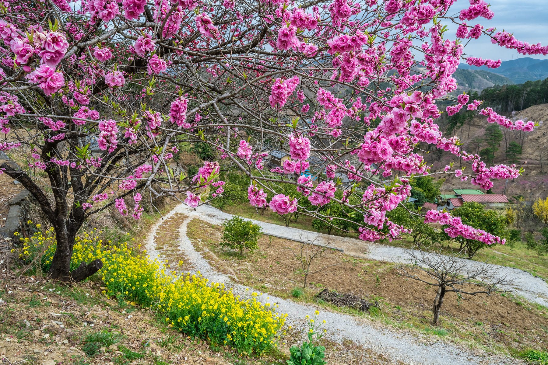 大内沢 花桃の郷 【埼玉県東秩父村】 | フォトさいたま