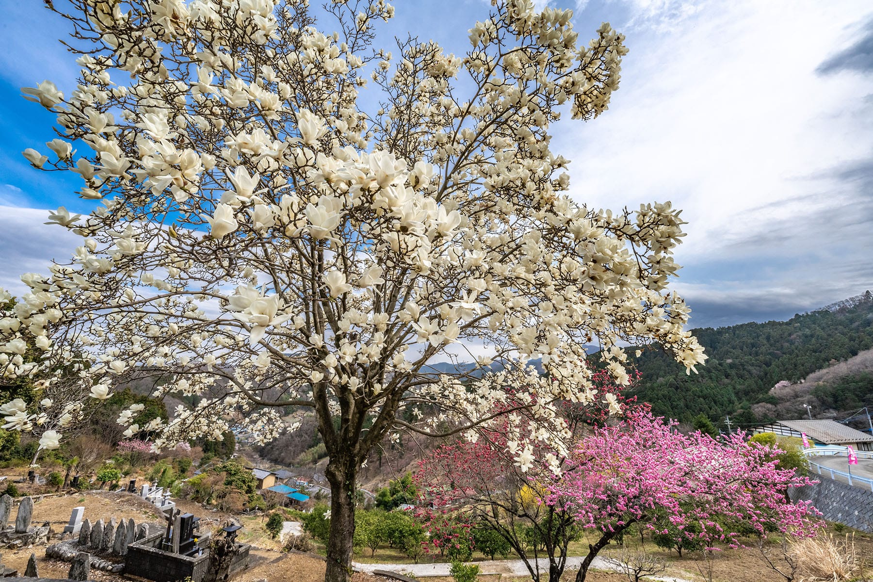 大内沢 花桃の郷 【埼玉県東秩父村】 | フォトさいたま