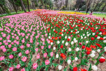 森林公園のチューリップ