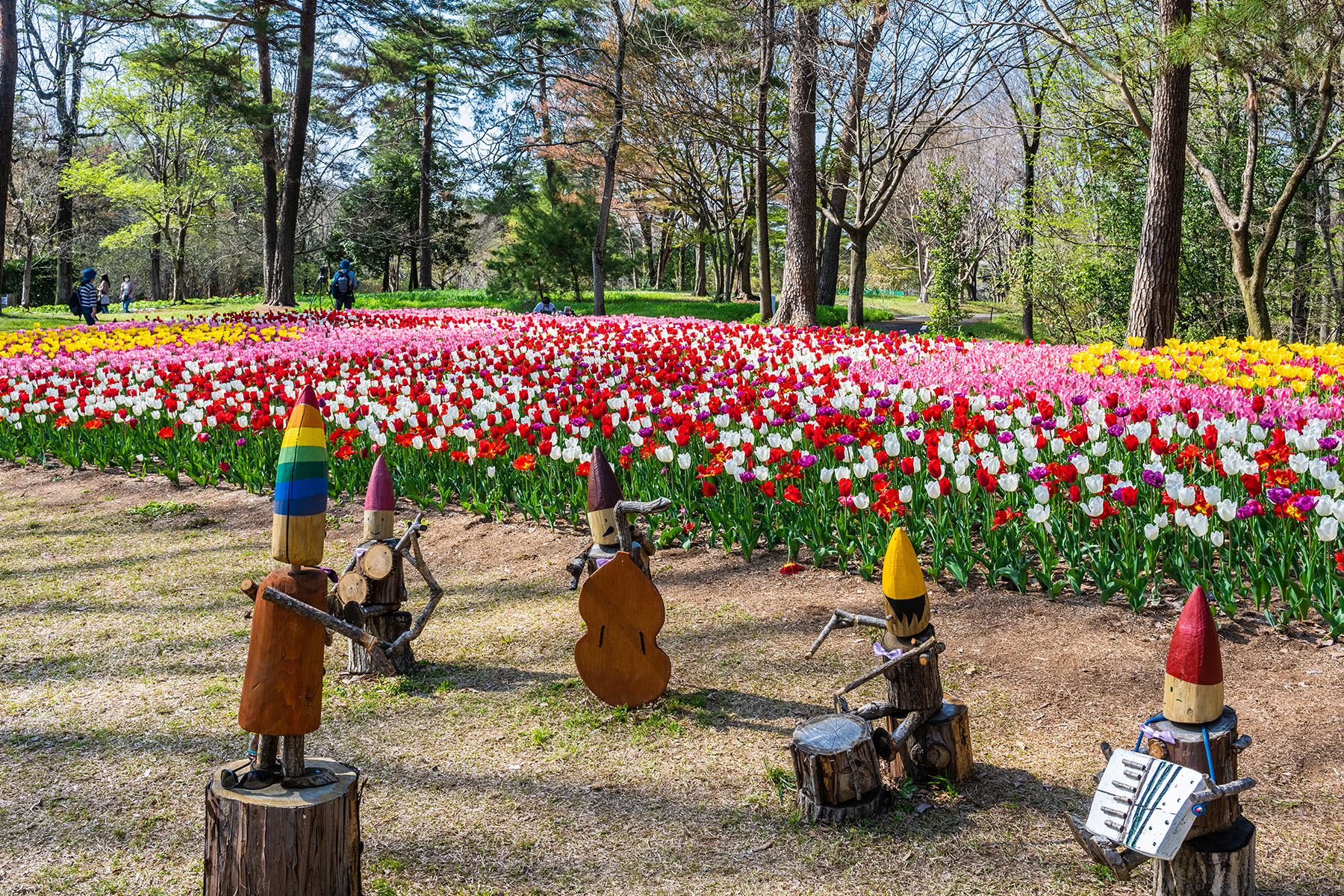 森林公園のチューリップ 【国営武蔵丘陵森林公園｜埼玉県比企郡滑川町】| フォトさいたま