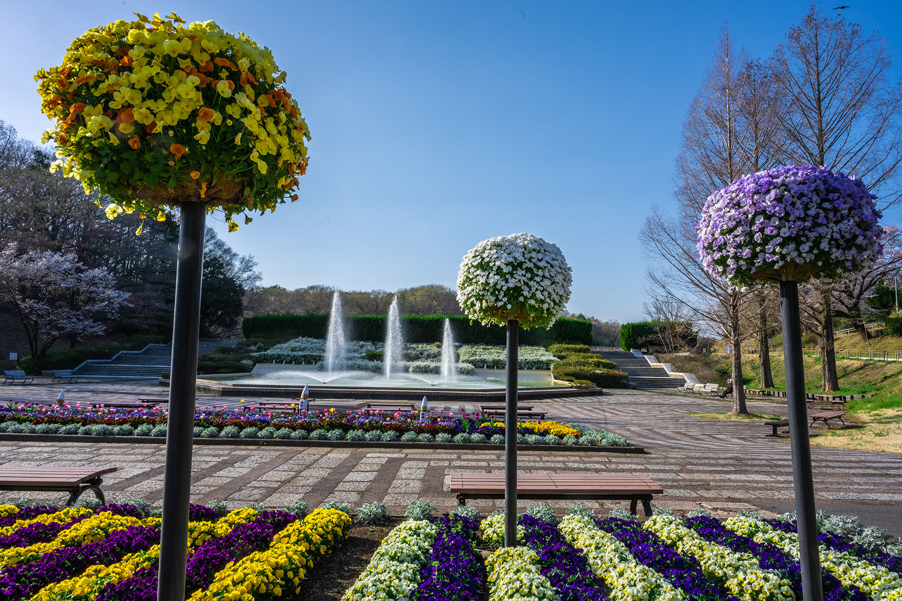 森林公園のチューリップ 【国営武蔵丘陵森林公園｜埼玉県比企郡滑川町】| フォトさいたま