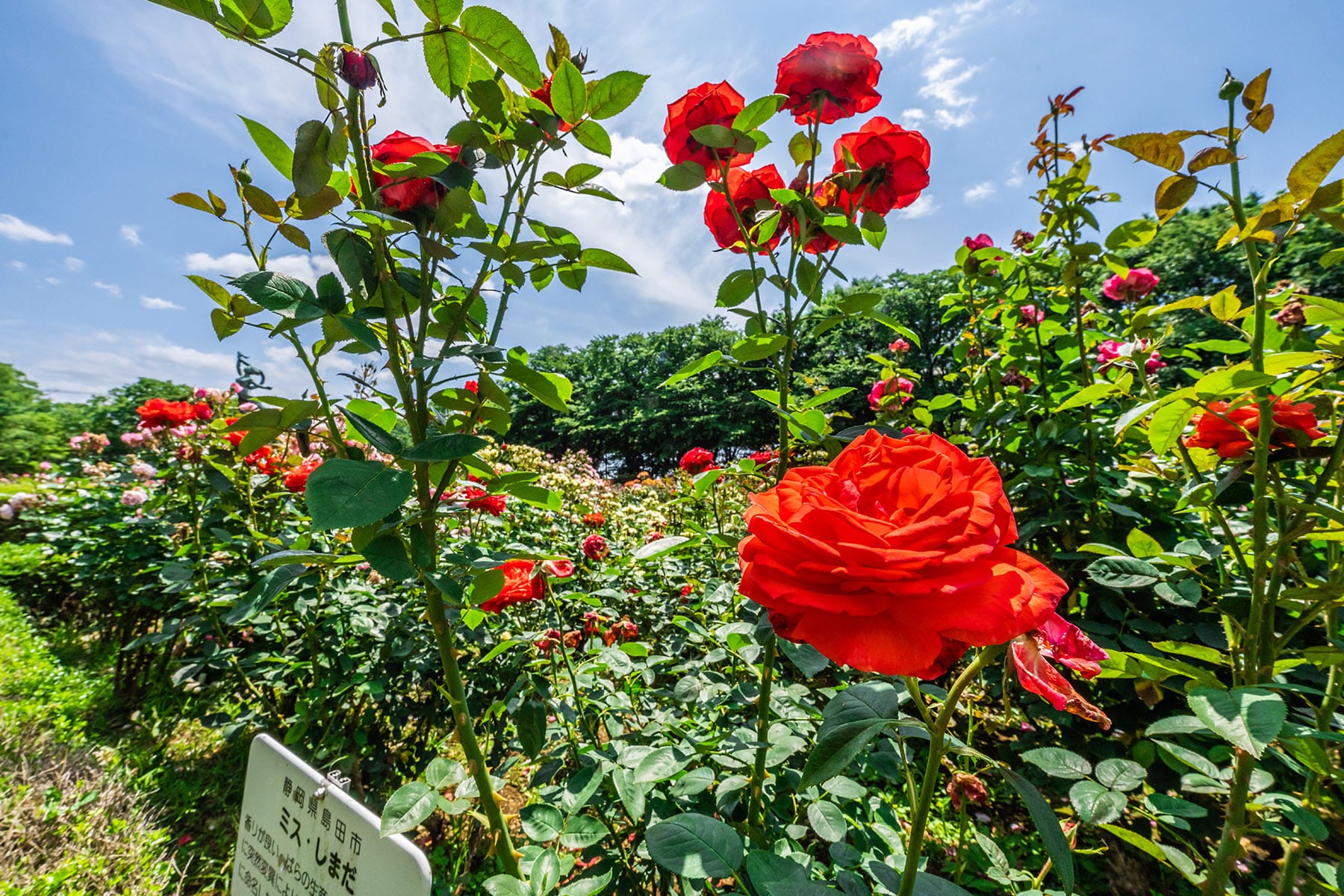 与野公園ばらまつり【与野公園・バラ園｜埼玉県さいたま市中央区】 | フォトさいたま