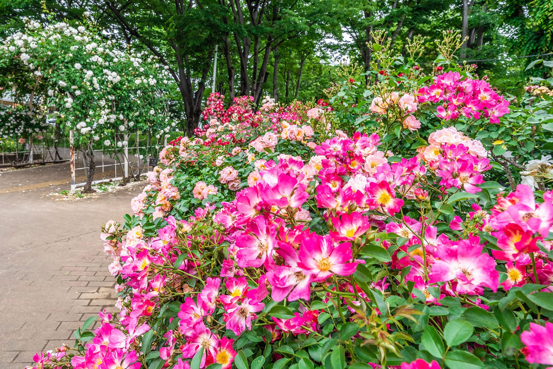 与野公園ばらまつり【与野公園・バラ園｜埼玉県さいたま市中央区】 | フォトさいたま