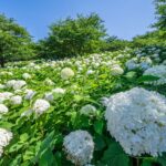 幸手権現堂あじさいまつり 【県営権現堂公園（幸手権現堂桜堤）｜埼玉県幸手市】 | フォトさいたま