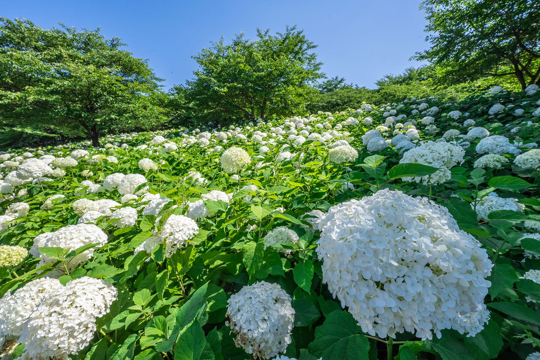 幸手権現堂あじさいまつり 【県営権現堂公園（幸手権現堂桜堤）｜埼玉県幸手市】 | フォトさいたま