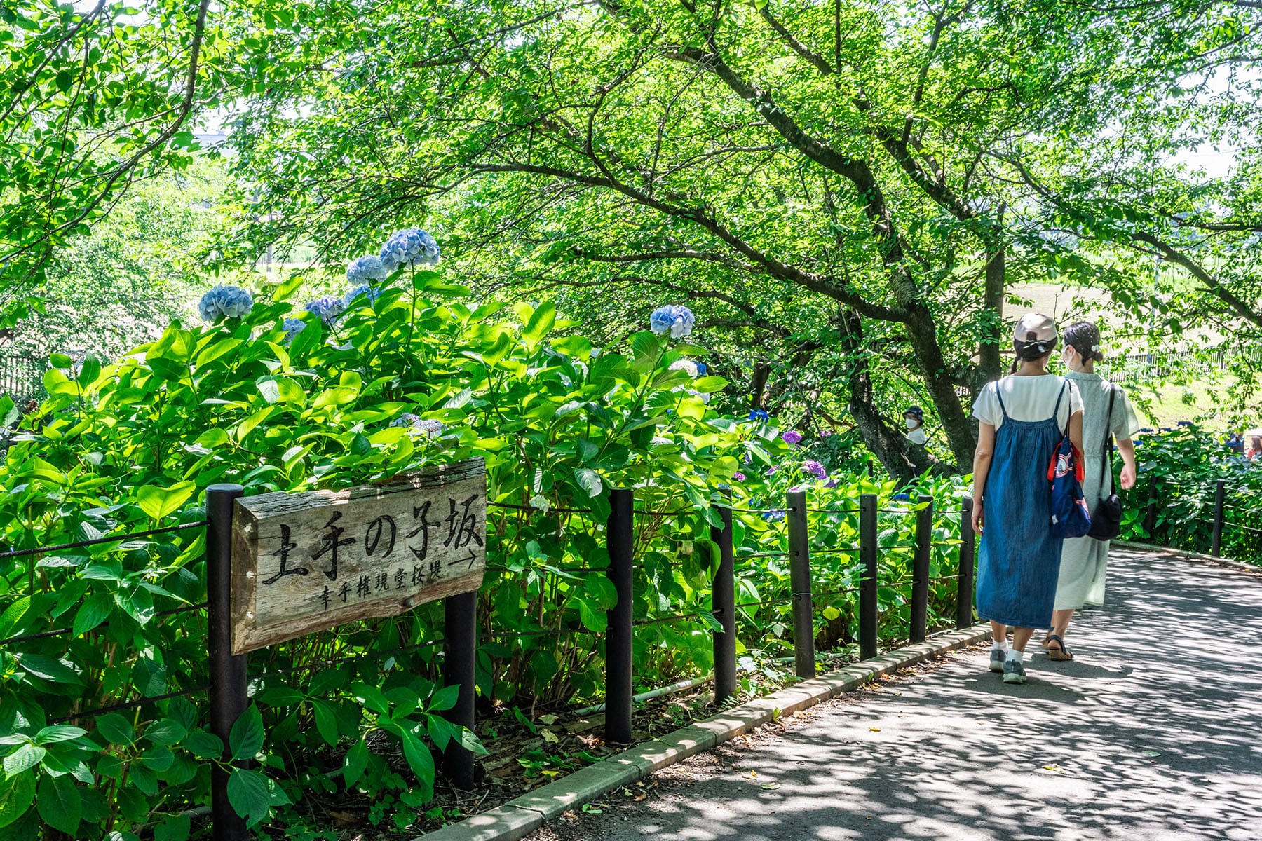 幸手権現堂あじさいまつり 【県営権現堂公園（幸手権現堂桜堤）｜埼玉県幸手市】 | フォトさいたま