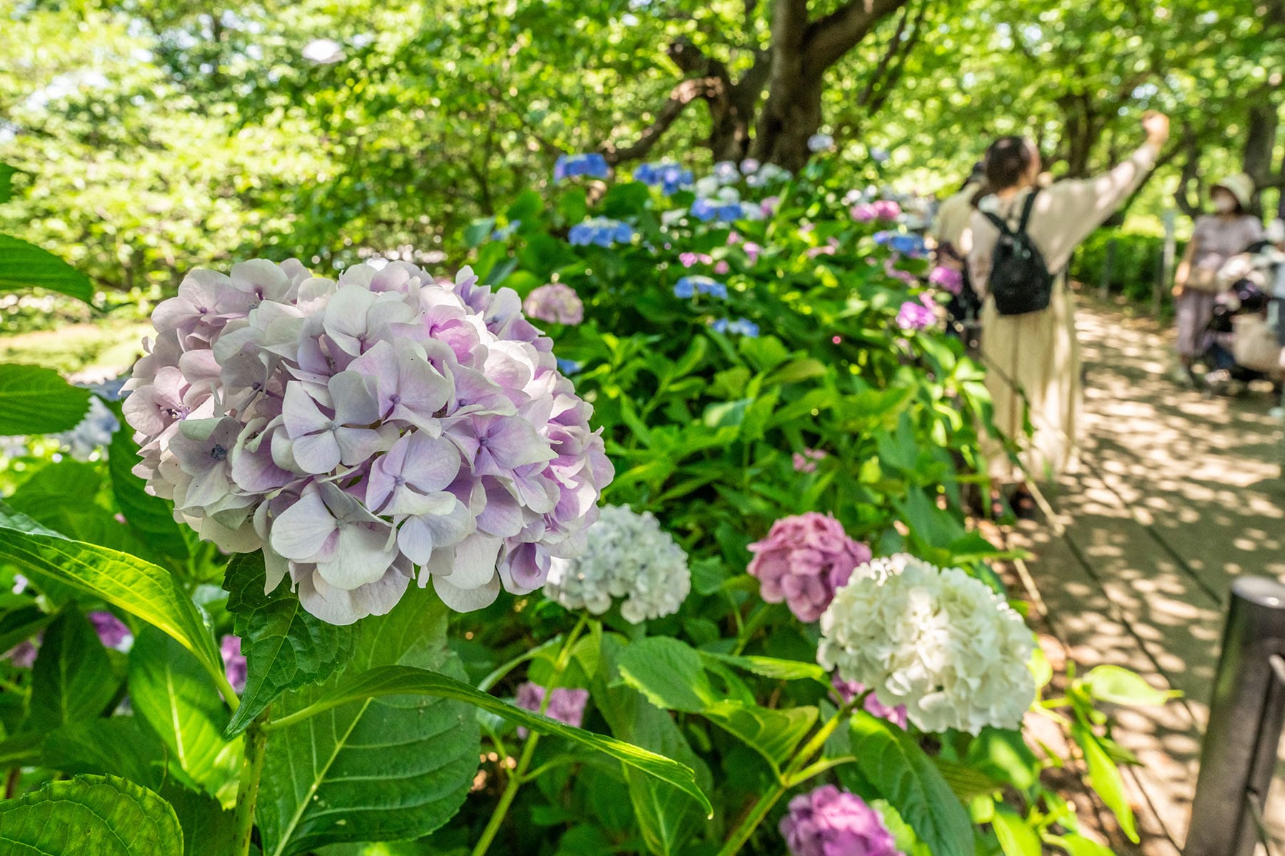 幸手権現堂あじさいまつり 【県営権現堂公園（幸手権現堂桜堤）｜埼玉県幸手市】 | フォトさいたま