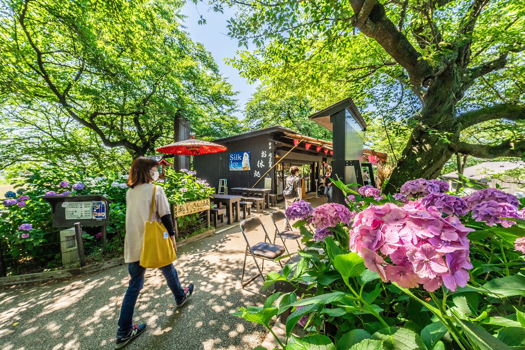 幸手権現堂あじさいまつり 【県営権現堂公園（幸手権現堂桜堤）｜埼玉県幸手市】 | フォトさいたま