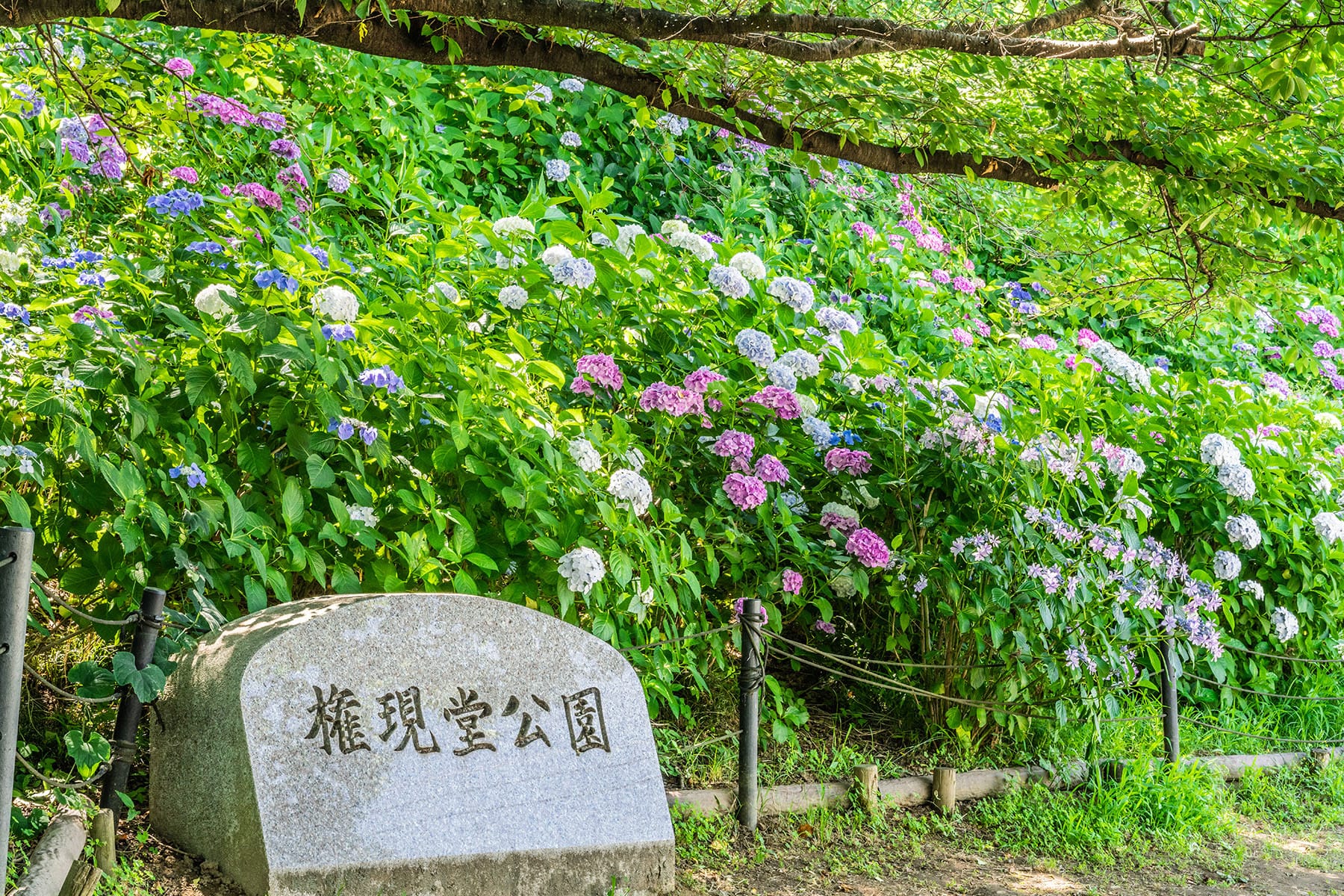 幸手権現堂あじさいまつり 【県営権現堂公園（幸手権現堂桜堤）｜埼玉県幸手市】 | フォトさいたま