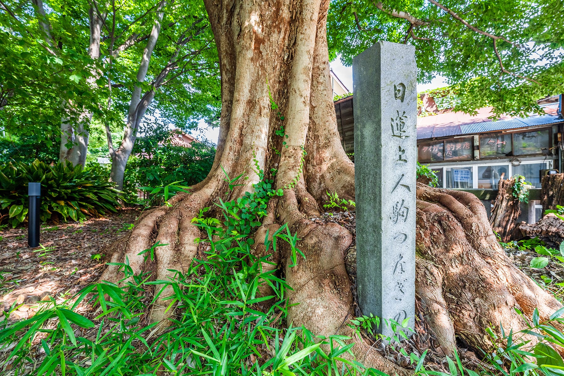 鳥居の無い調神社【埼玉県さいたま市】 | フォトさいたま