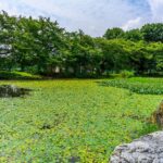 アサザの花 【見沼氷川公園｜埼玉県さいたま市】| フォトさいたま