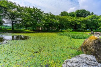 アサザの花