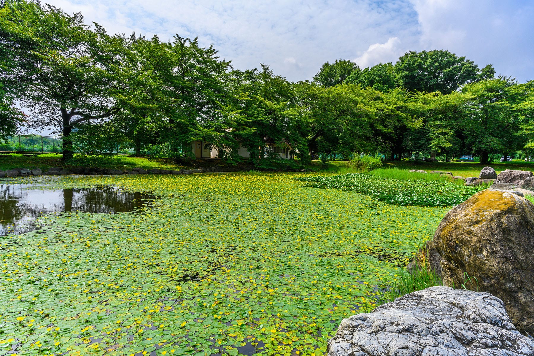 アサザの花 【見沼氷川公園｜埼玉県さいたま市】| フォトさいたま