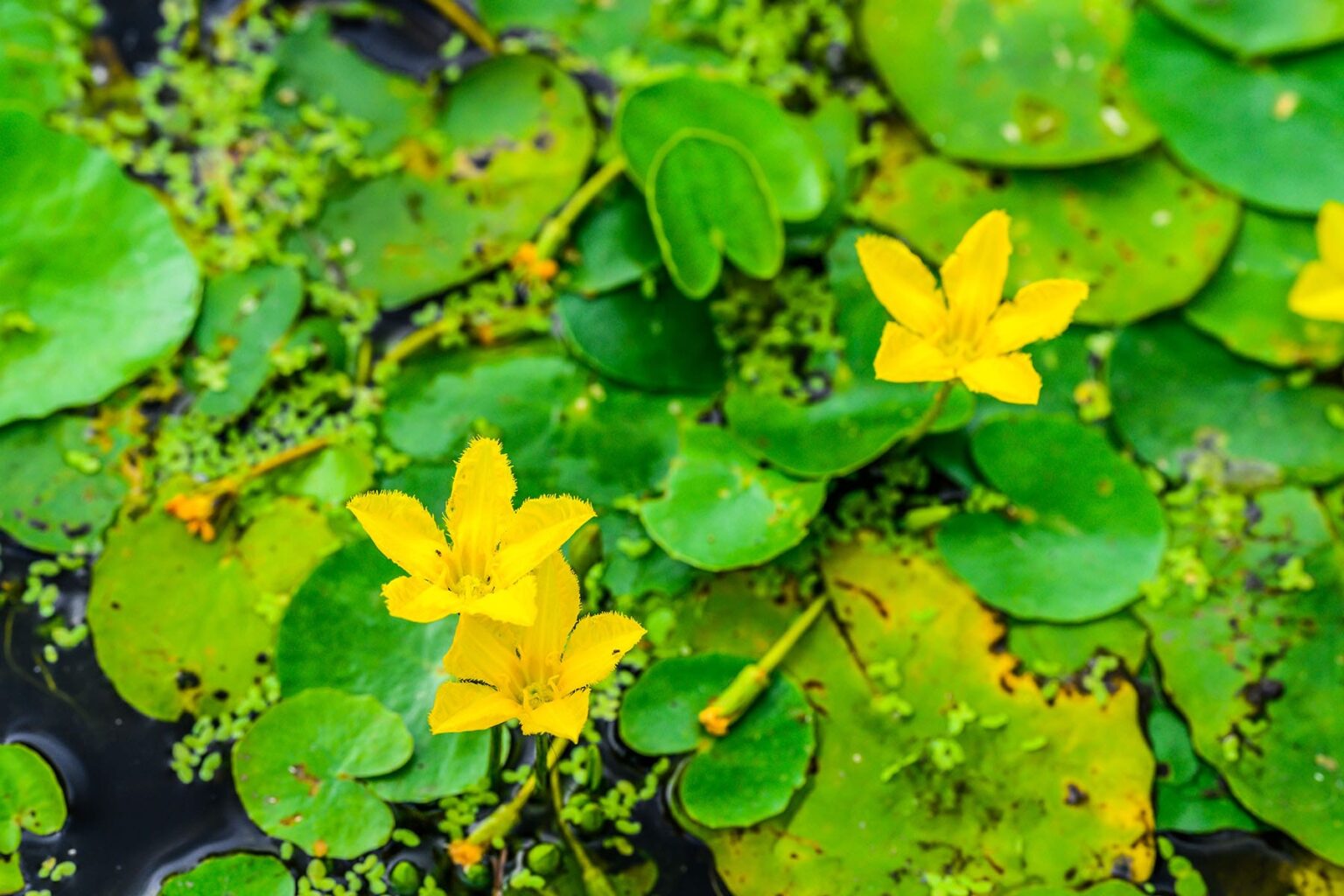 アサザの花 【見沼氷川公園|埼玉県さいたま市】| フォトさいたま