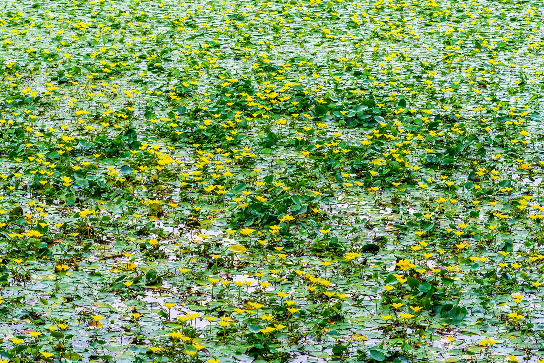 アサザの花 【見沼氷川公園｜埼玉県さいたま市】| フォトさいたま