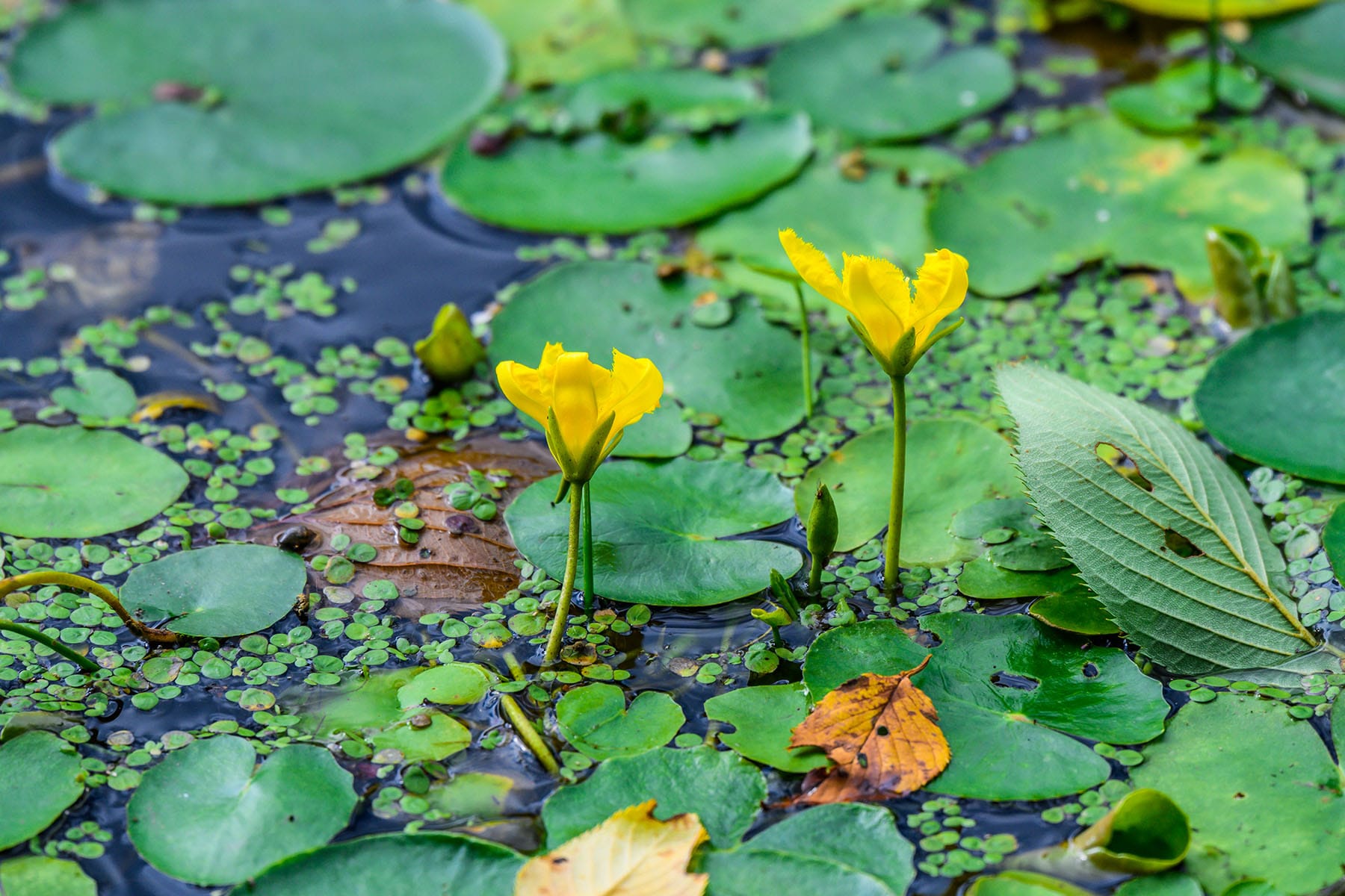 アサザの花 【見沼氷川公園｜埼玉県さいたま市】| フォトさいたま