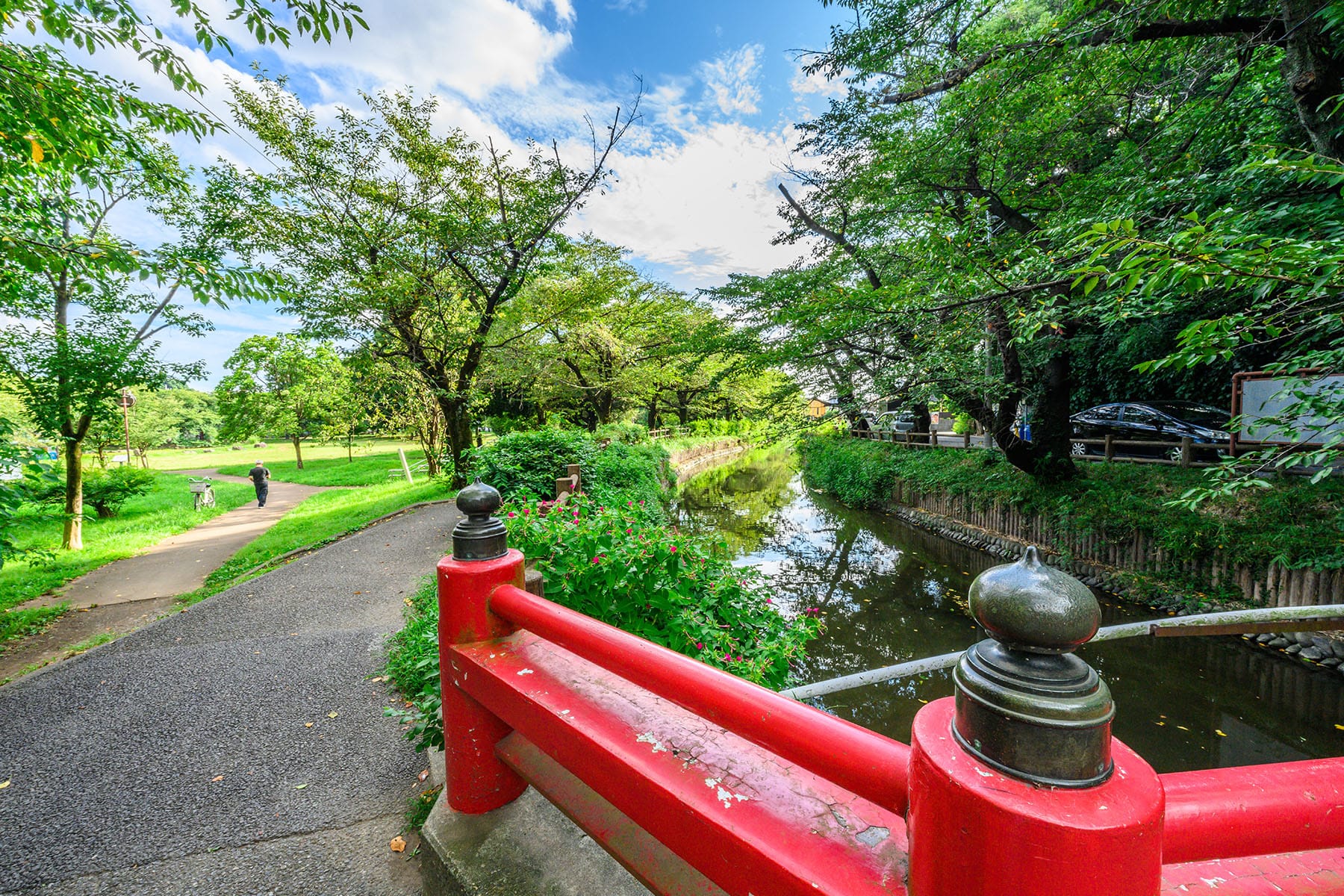 アサザの花 【見沼氷川公園｜埼玉県さいたま市】| フォトさいたま