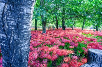 巾着田の曼珠沙華